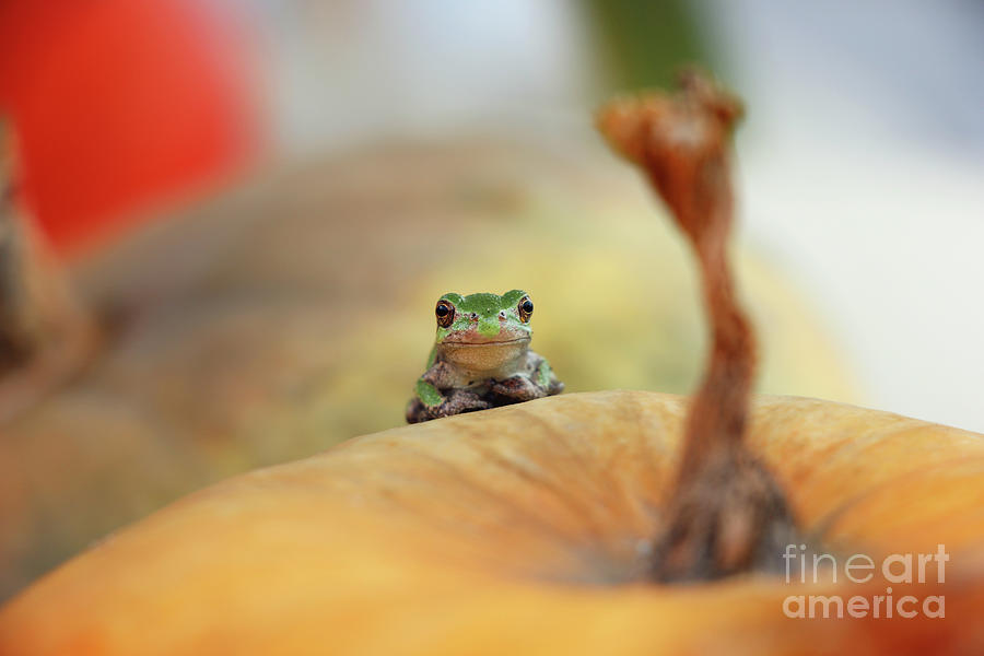 Tree Frog  4749 Photograph by Jack Schultz