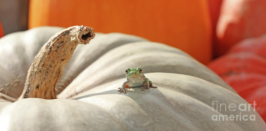 Tree Frog  4830 Photograph by Jack Schultz