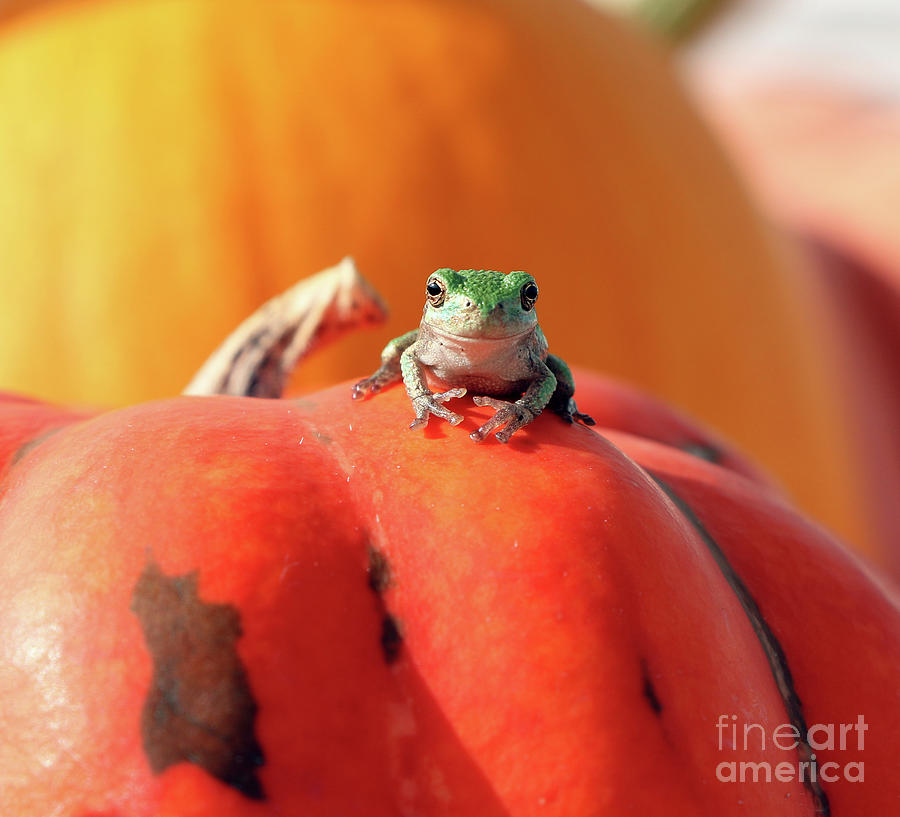 Tree Frog  4840 Photograph by Jack Schultz