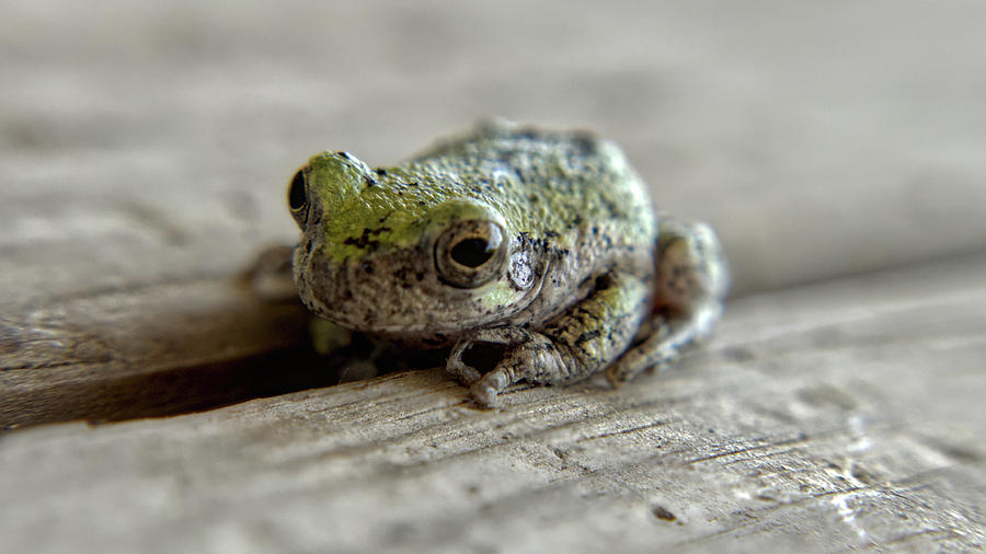 Tree Frog Photograph by Ivars Vilums