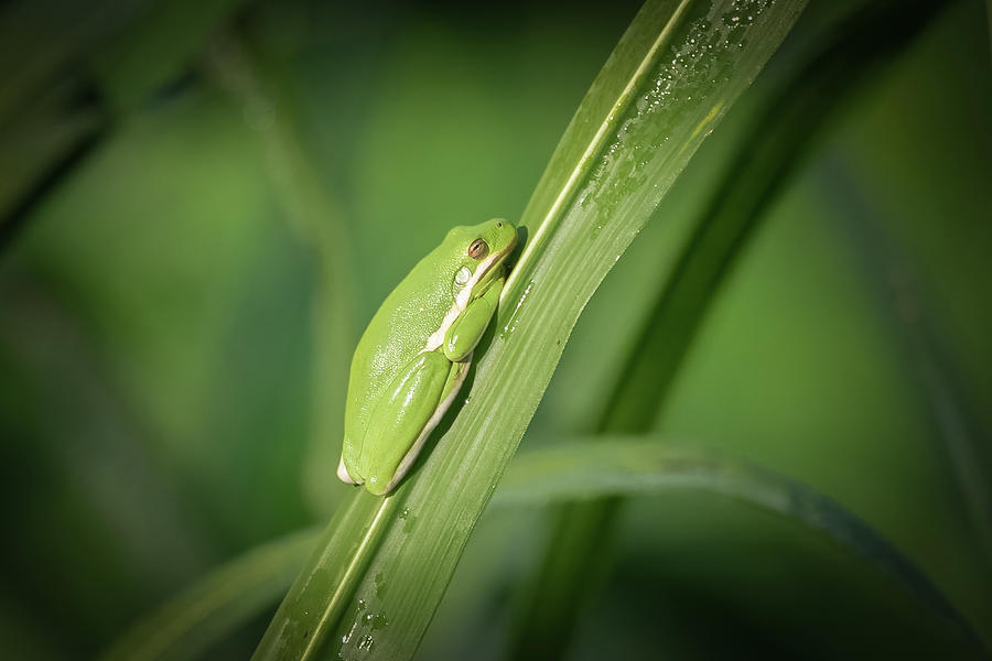 Tree Frog Photograph by James Barber