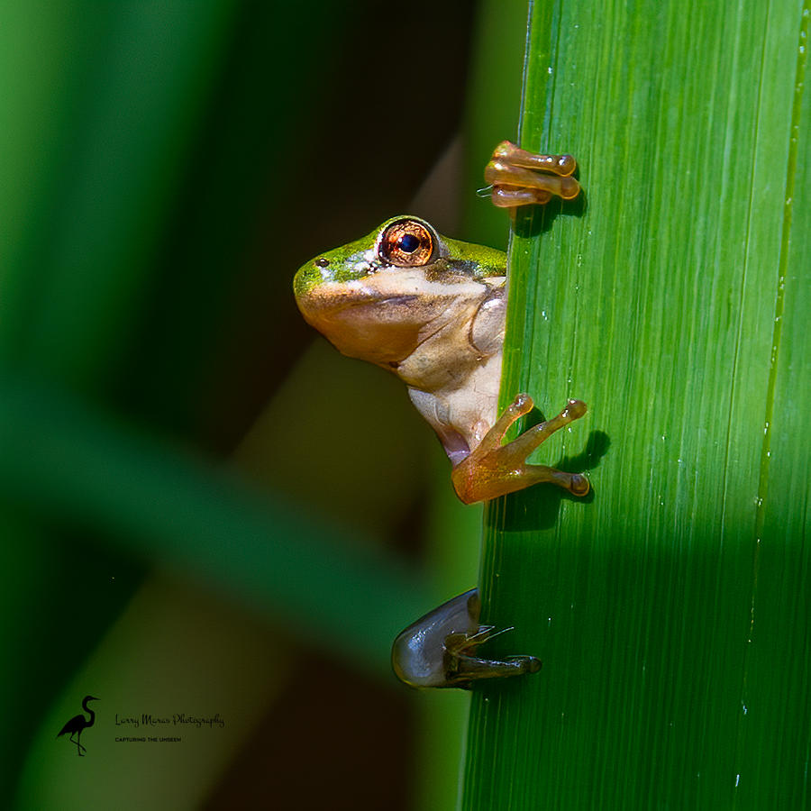 Tree Frog Photograph by Larry Maras Tree Frog Photograph by Larry Maras