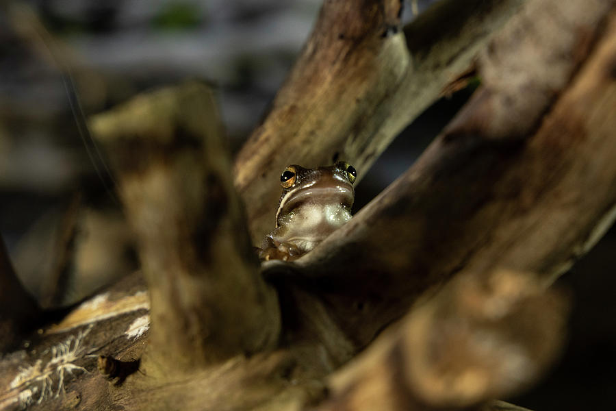 Tree frog looking through limbs Photograph by Dan Friend
