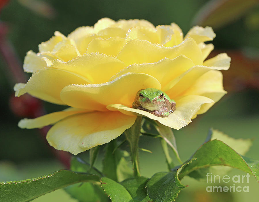 Tree Frog on Yellow Rose 5144b Photograph by Jack Schultz