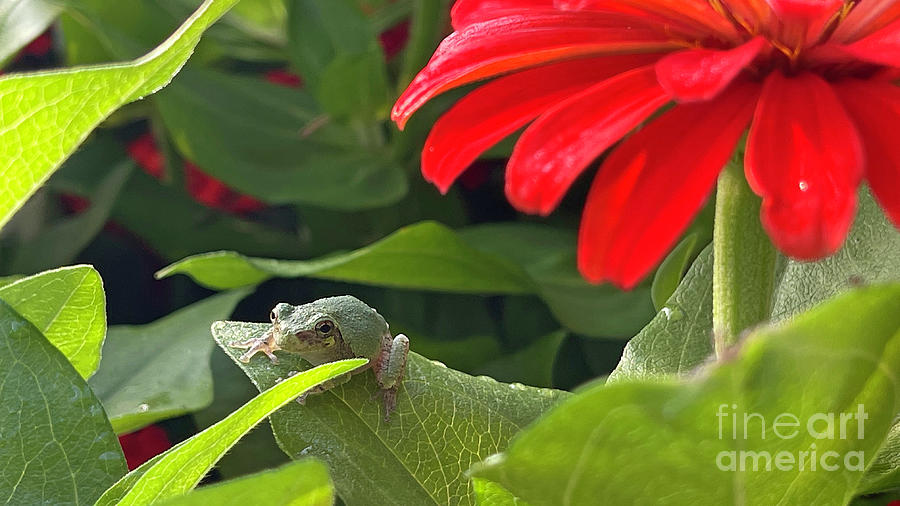 Tree Frog on Zinnia  0812 Photograph by Jack Schultz