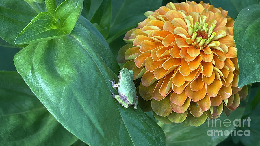Tree Frog on Zinnia  0822 Photograph by Jack Schultz