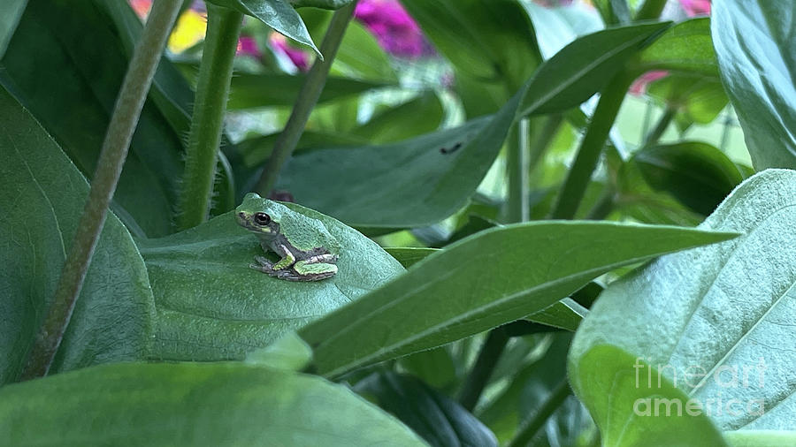 Tree Frog on Zinnia Leaf 1103 Photograph by Jack Schultz