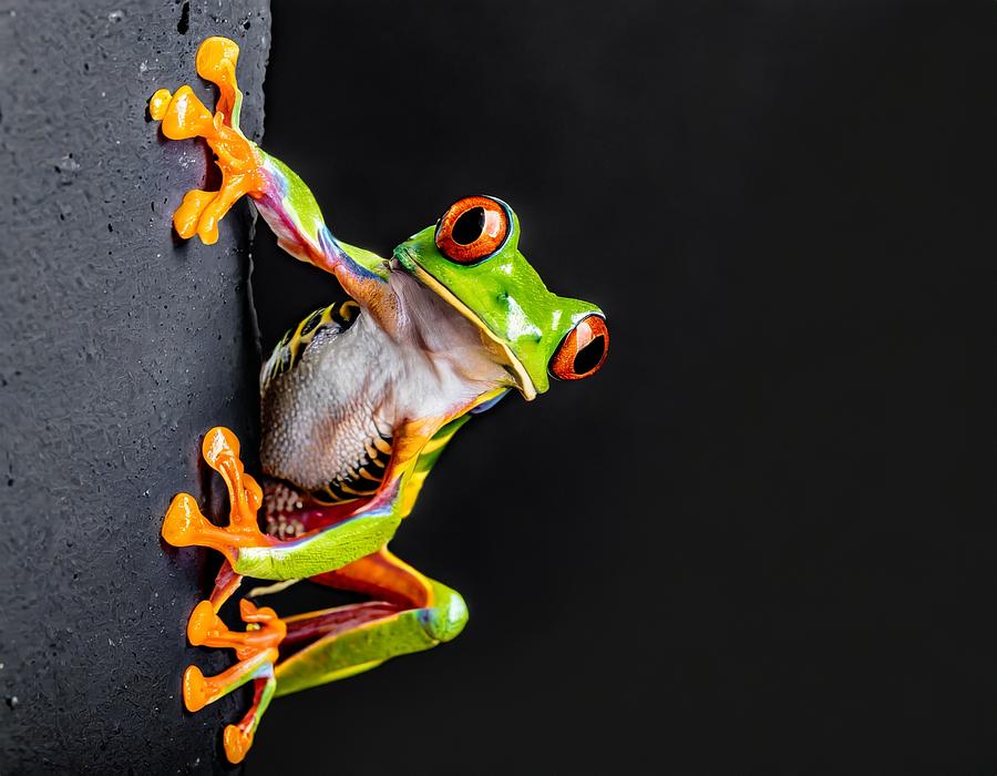 Tree Frog Pose Digital Art by Susan Rydberg
