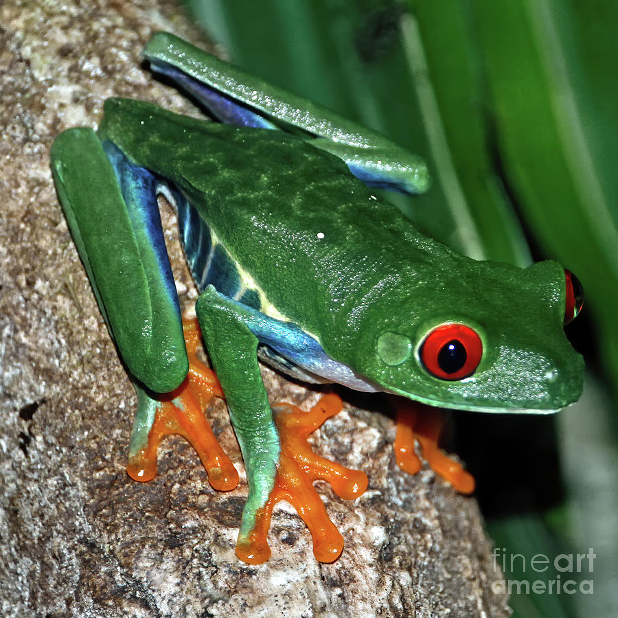 Tree Frog Photograph by Tom Watkins PVminer pixs