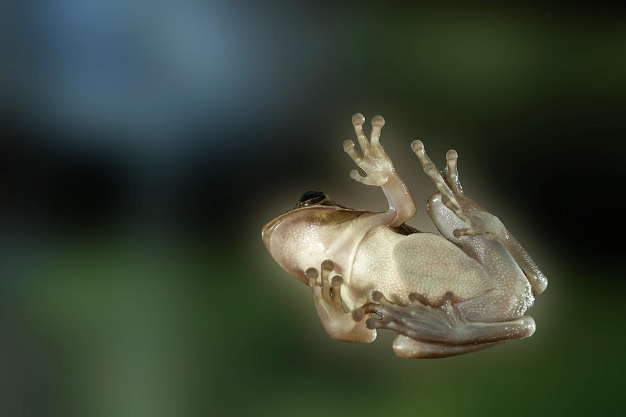 Tree frog underneath Photograph by Dan Friend