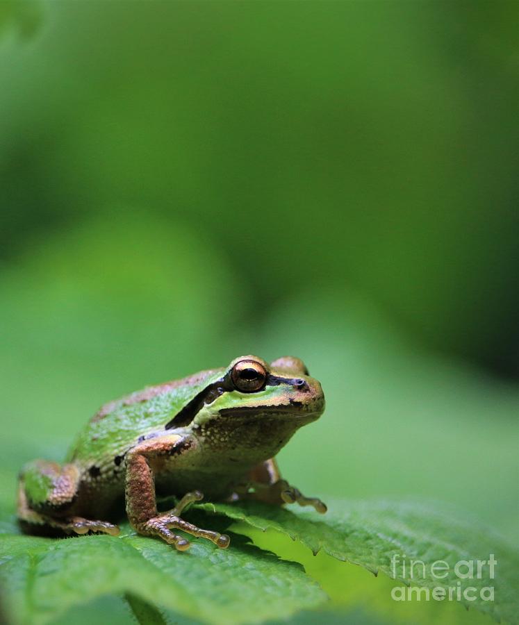 Tree Frog Up Close Photograph