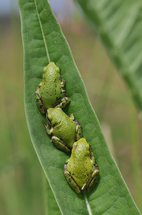 Tree frogs Photograph by Rebecca Richardson