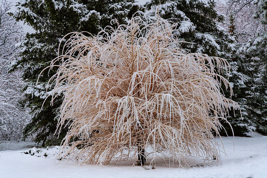 Tree Frosting Photograph by James BO Insogna