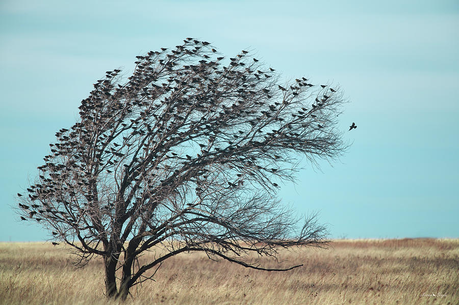 Tree Full of Birds Photograph by Karen Slagle