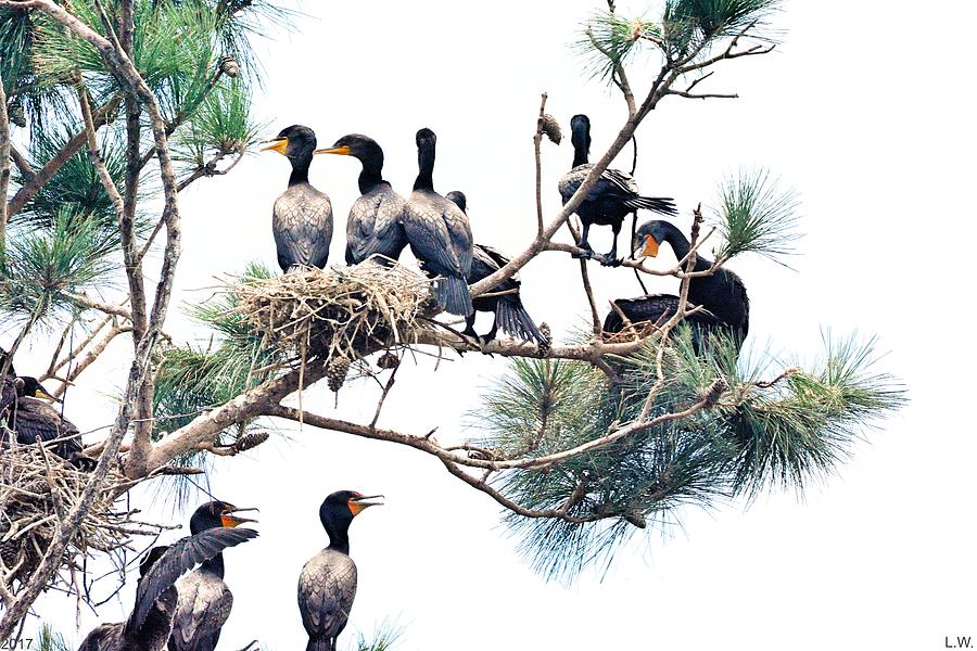 Tree Full Of Cormorants Photograph by Lisa Wooten