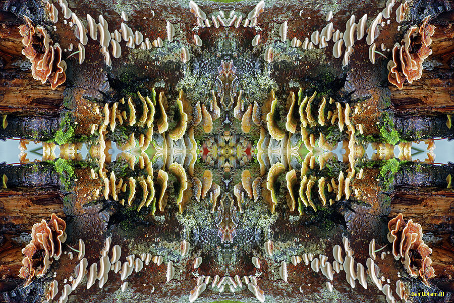 Tree Full of Life Double Mirrored Horizontal 4x6 Photograph by Ben Upham III