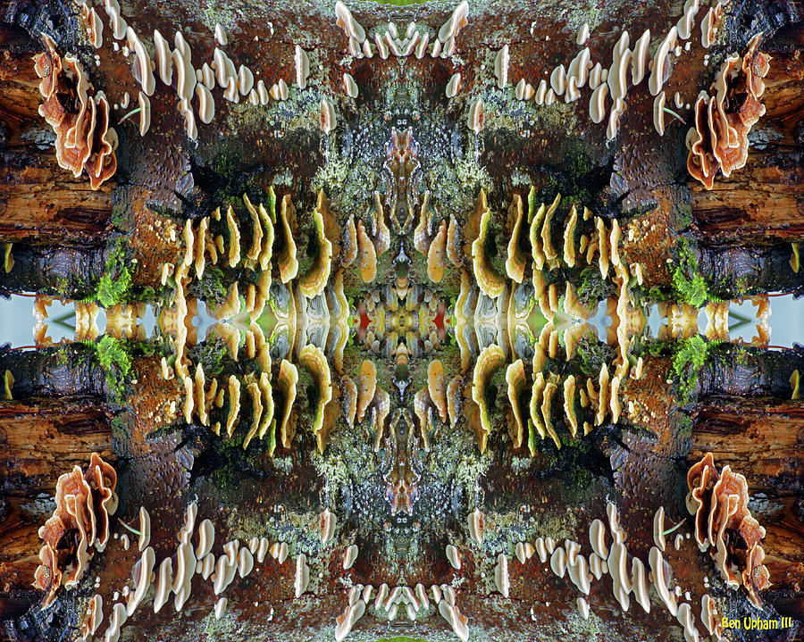 Tree Full of Life Double Mirrored Horizontal 8x10 Photograph by Ben Upham III