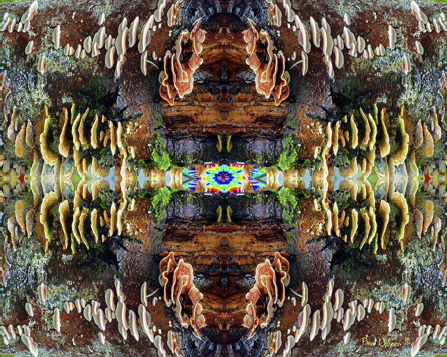 Tree Full of Life Double Mirrored Horizontal 8x10 with Tie Dye Center Photograph by Ben Upham III