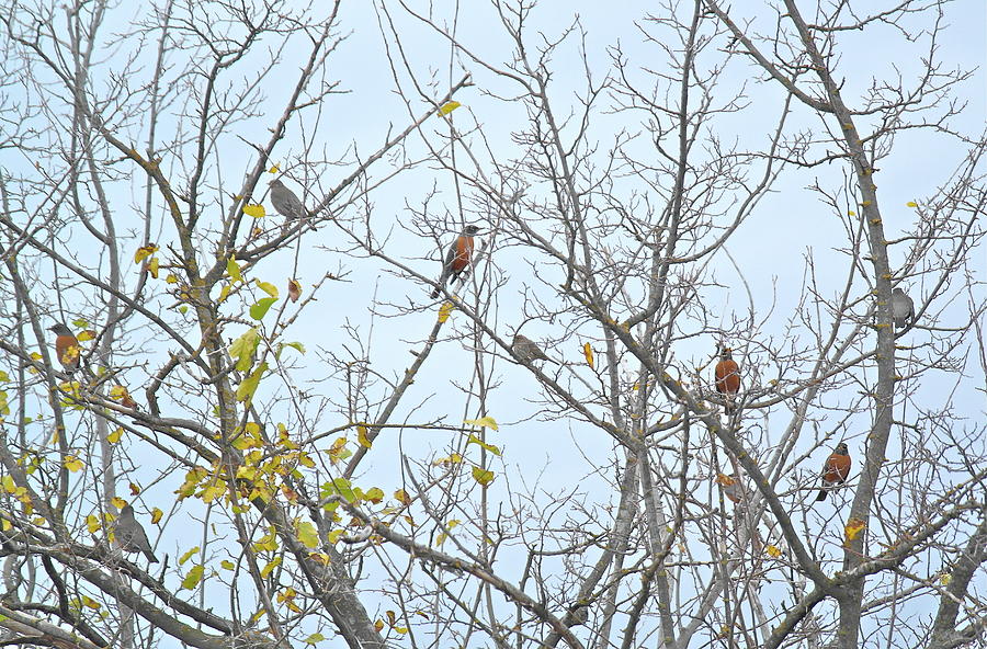 Bird Photograph - Tree Full of Robins by Michele Myers