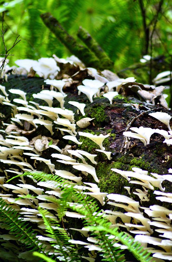 Tree Fungi Among Us Photograph by Warren Thompson