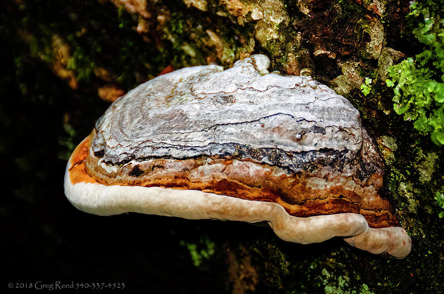 Tree Fungi at Wigwam Falls Photograph by Greg Reed