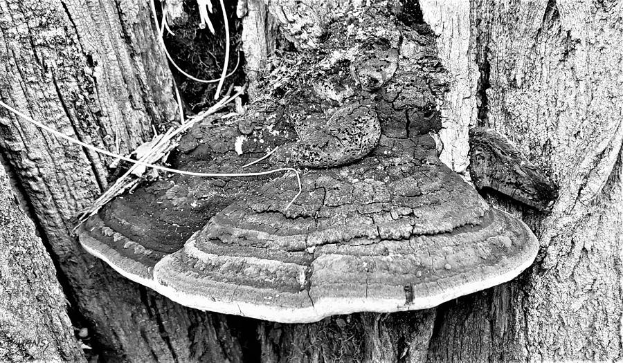 Tree Fungi B W 1 Photograph by Rob Hans