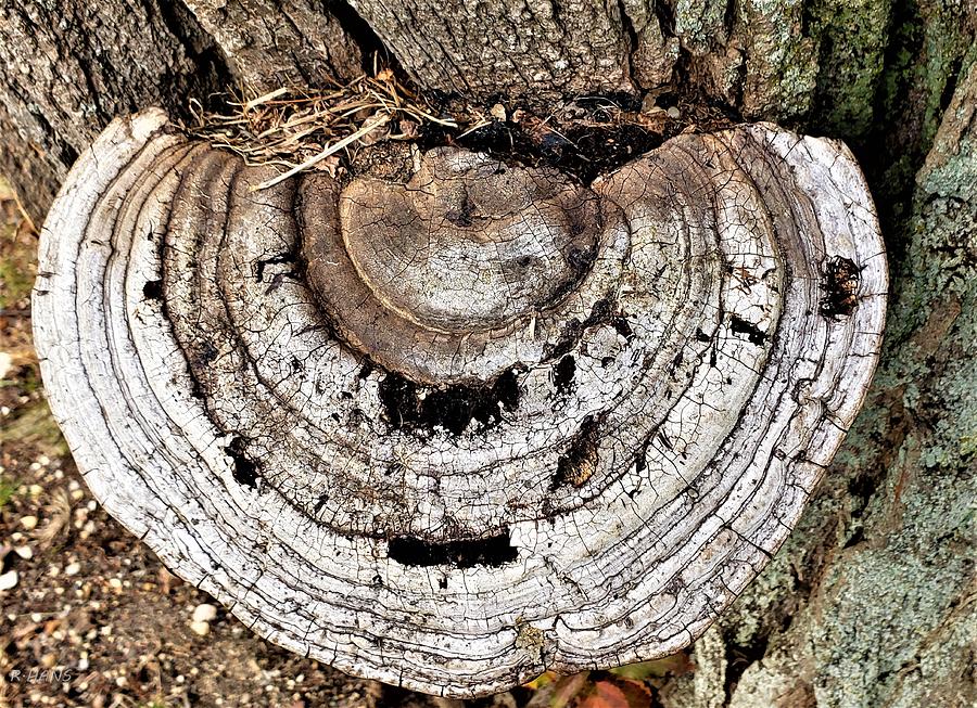 Tree Fungi Photograph by Rob Hans