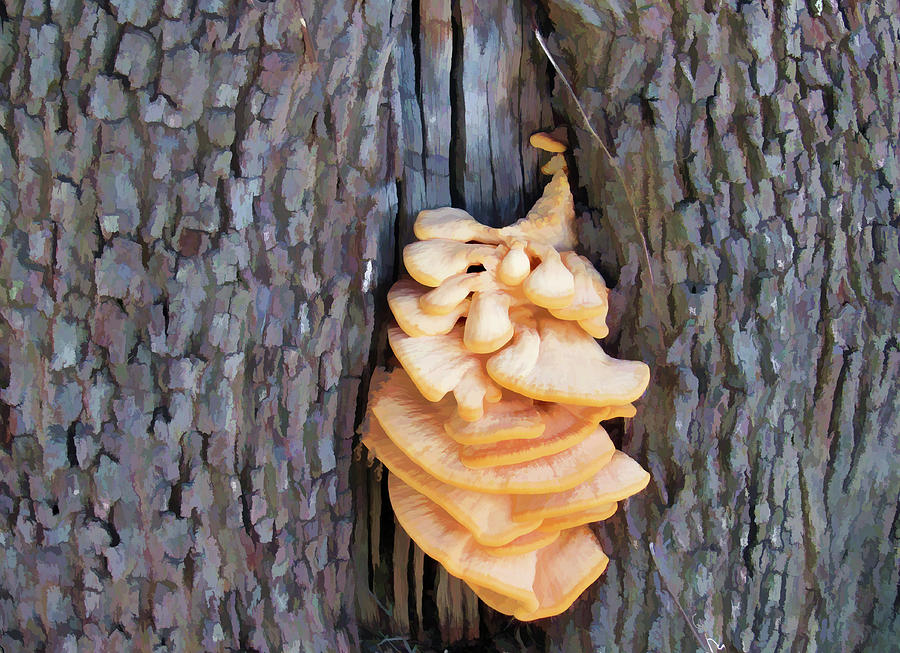 Tree Fungi Photograph by Roberta Byram