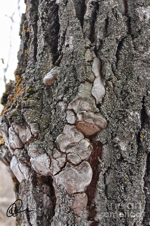 Tree Fungus Photograph by Ann E Robson