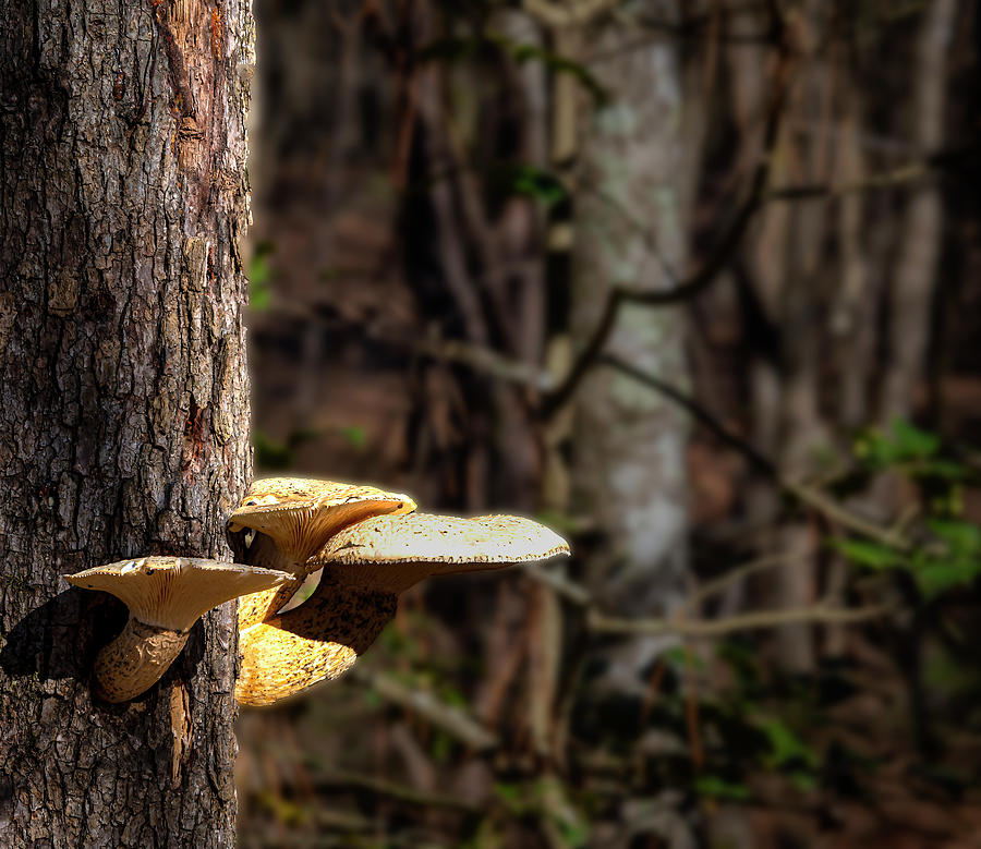 Spring Photograph - Tree Fungus by Phil And Karen Rispin