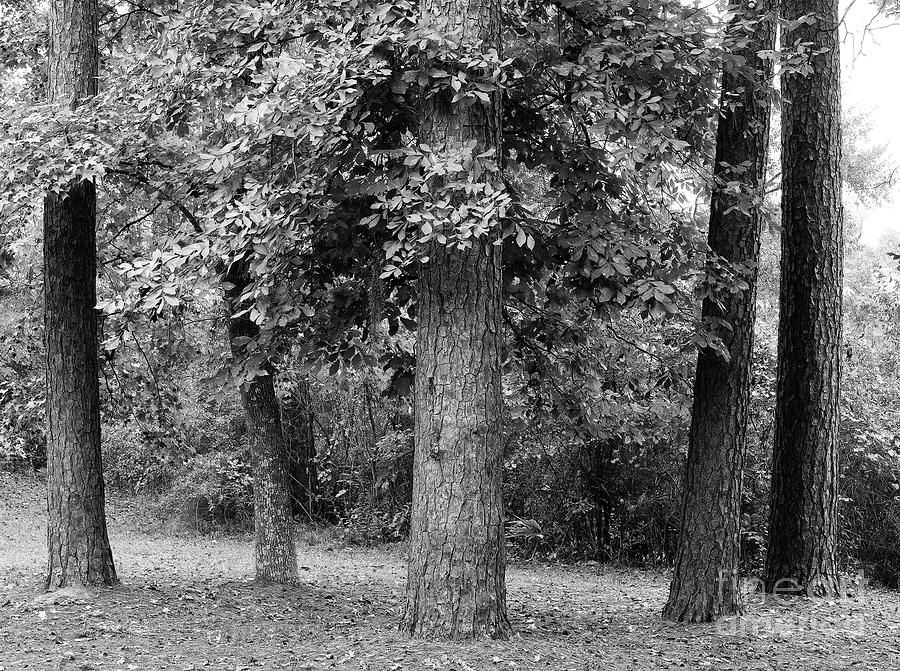 Tree Gathering Photograph