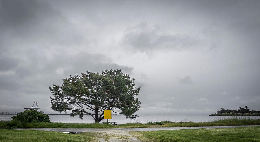 Tree Growing By Sea Against Sky Photograph by Jesse Coleman / EyeEm Tree Growing By Sea Against Sky Photograph by Jesse Coleman / EyeEm