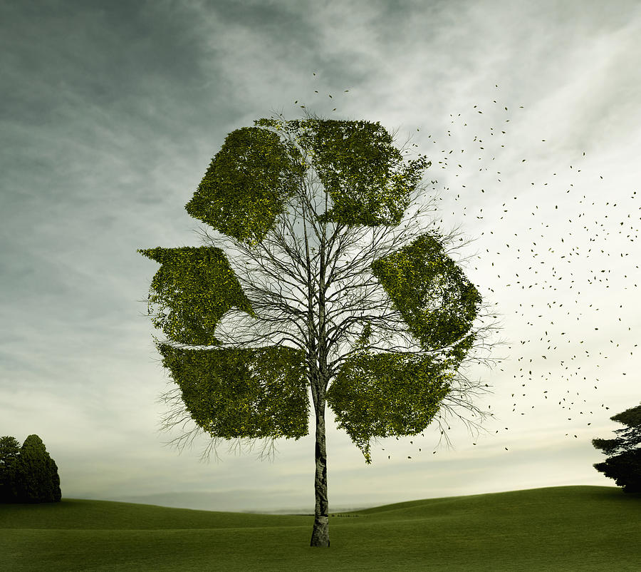 Tree growing in recycling symbol shape Photograph by Colin Anderson Productions pty ltd