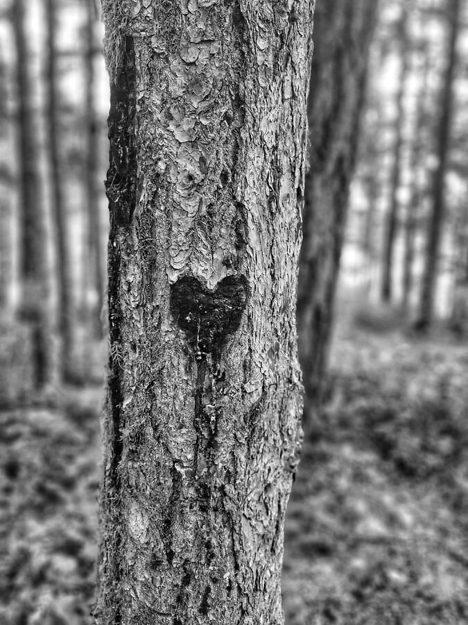 Nature Photograph - Tree Heart Deep in the Forest - Tofino Black and White by Adam Copp