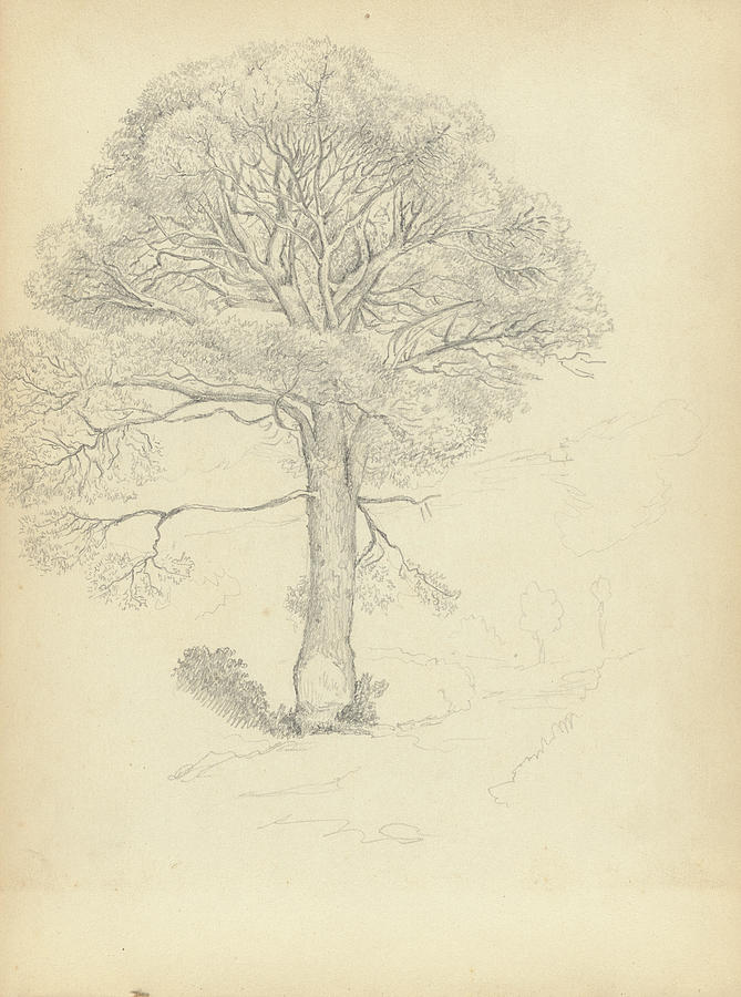 Tree, Henry John Van Lennep sketchbook by Van-Lennep, Henry J.  Painting by Artistic Rifki