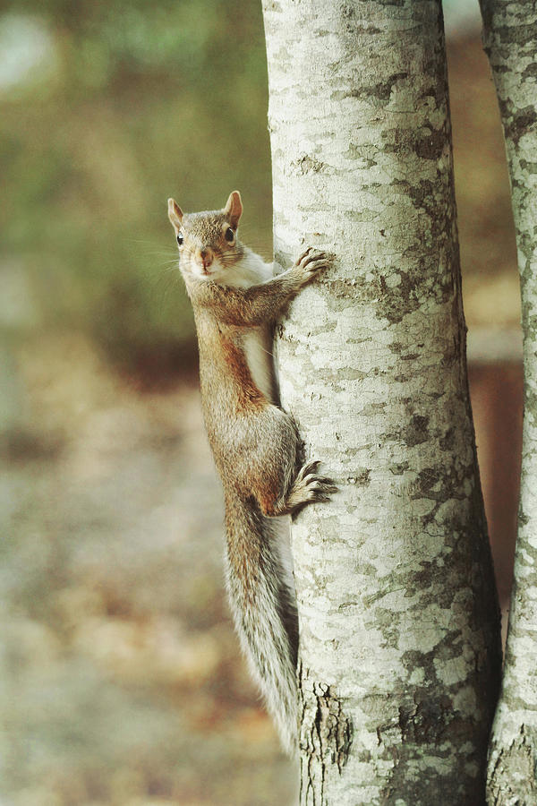 Tree Hugger Photograph by Carrie Ann Grippo-Pike