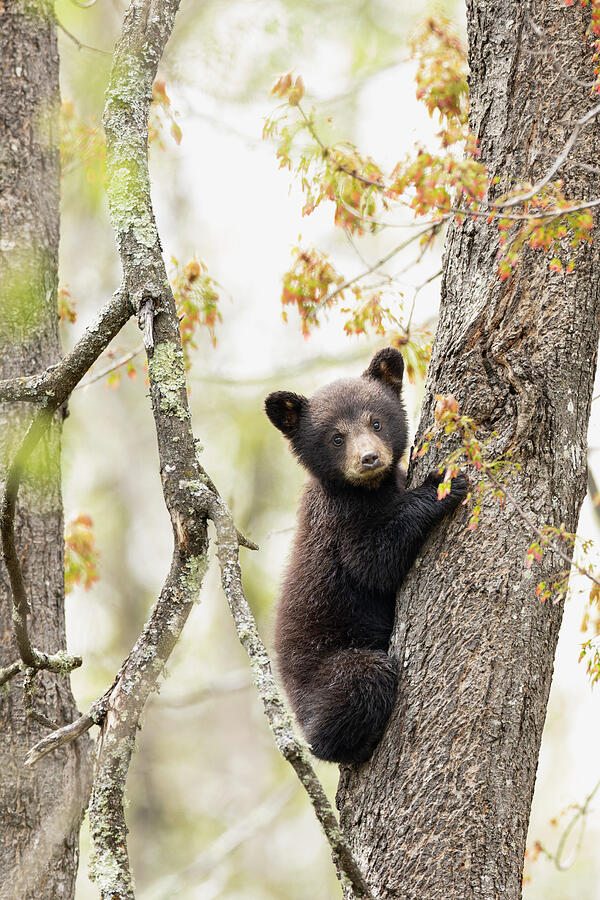 Tree Hugger Photograph by Dennis Warsaw - Fine Art America