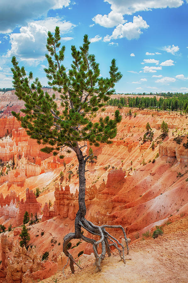 Tree Hugging Bryce Canyon Photograph by Kyle Hanson
