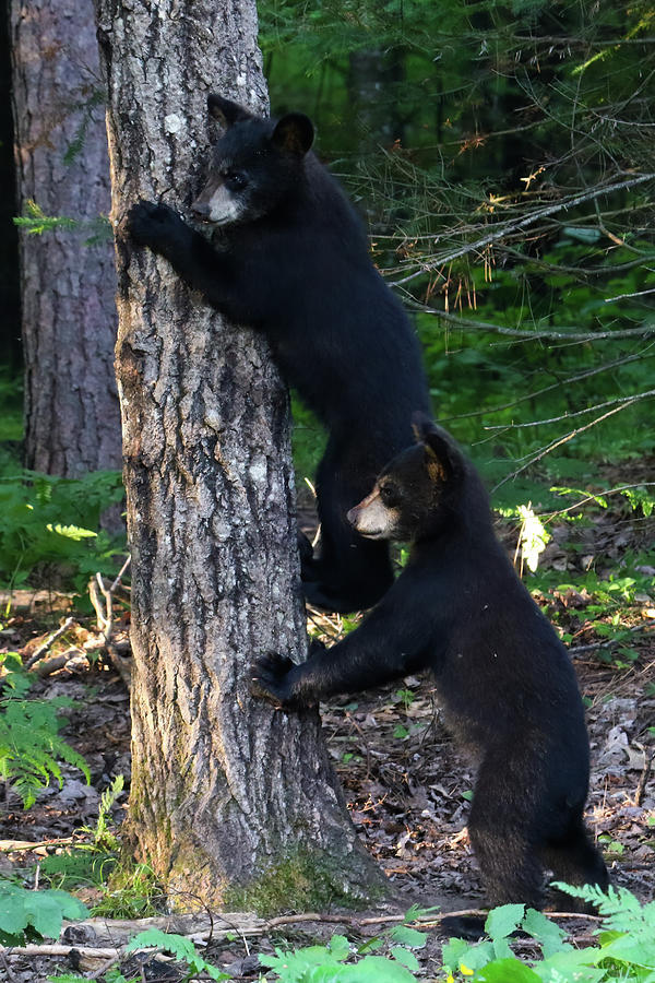 Tree Hugging Cubs Photograph by Brook Burling
