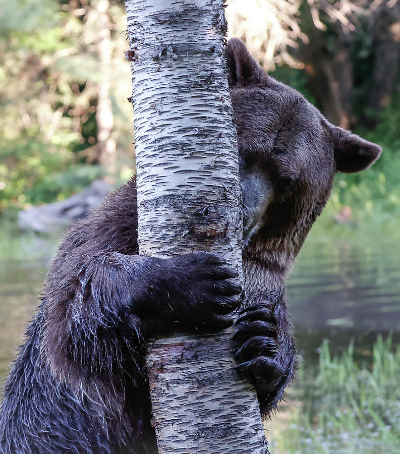 Tree Hugging Grizzly Photograph
