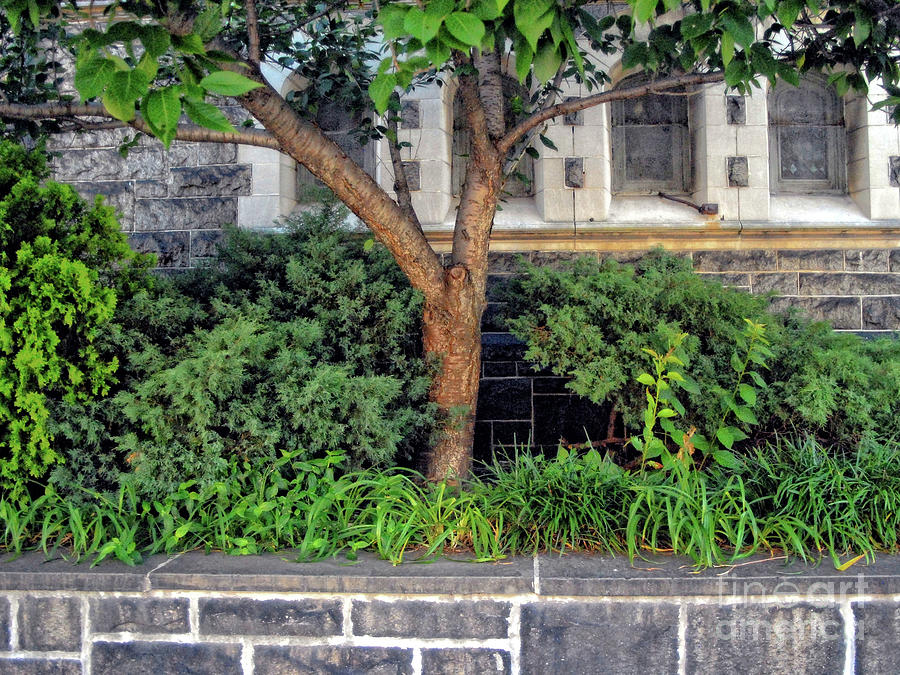 Tree Photograph - A Tree Grows In A Church Garden by Walter Neal