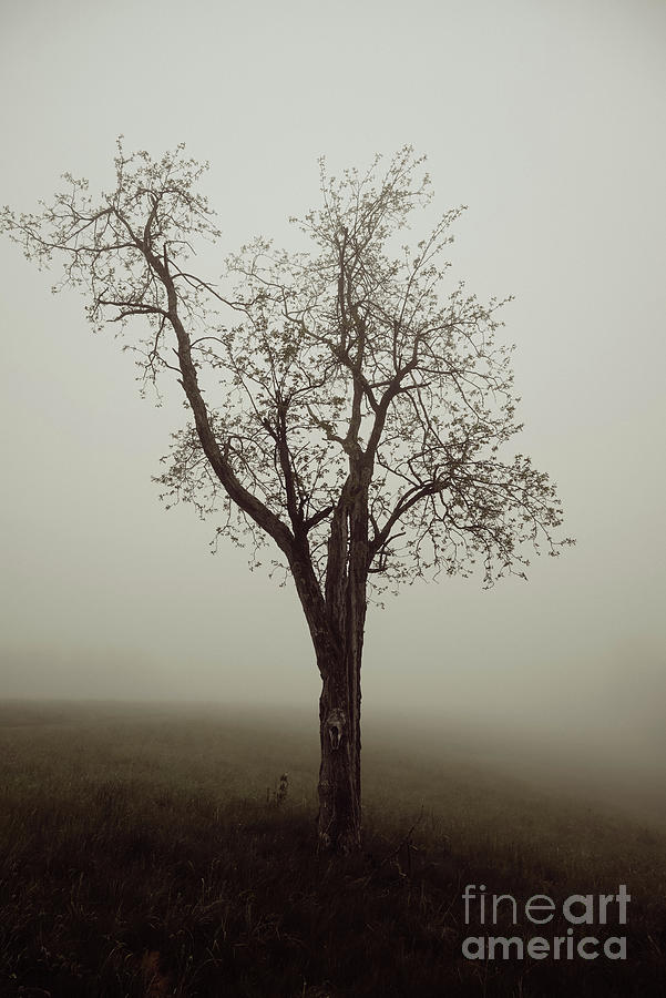 Tree in a Cloud  Photograph by Laura Honaker