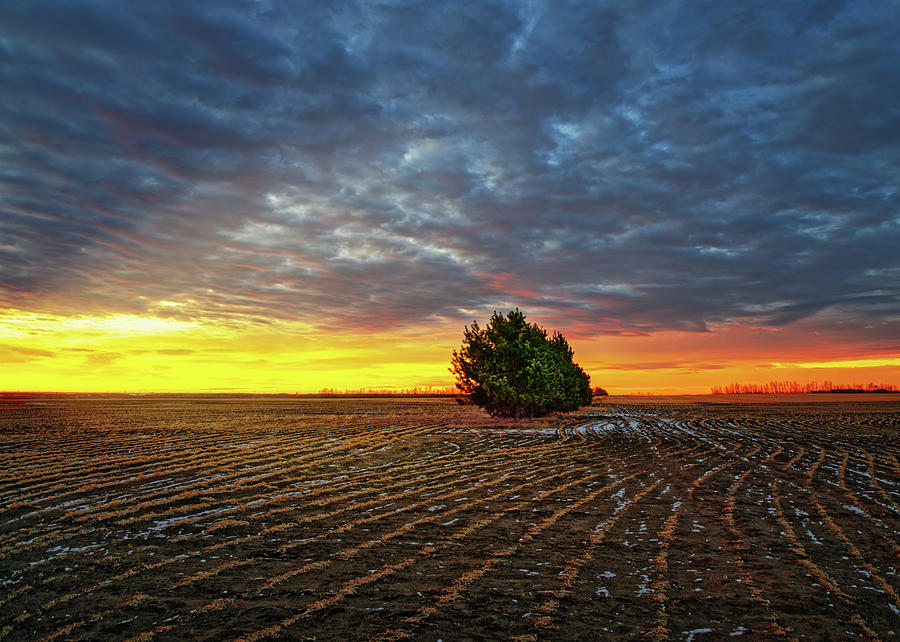 Tree in a Field Photograph by Dan Jurak