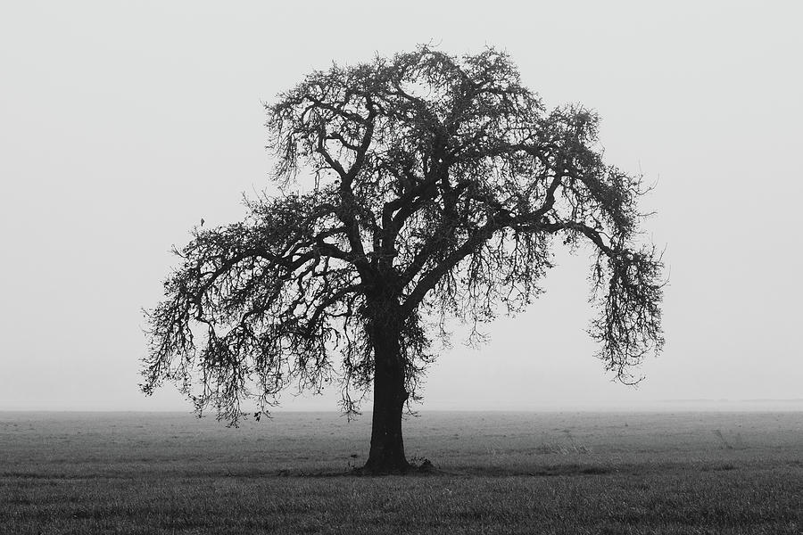Tree in a Field in Monochrome Photograph by Catherine Avilez