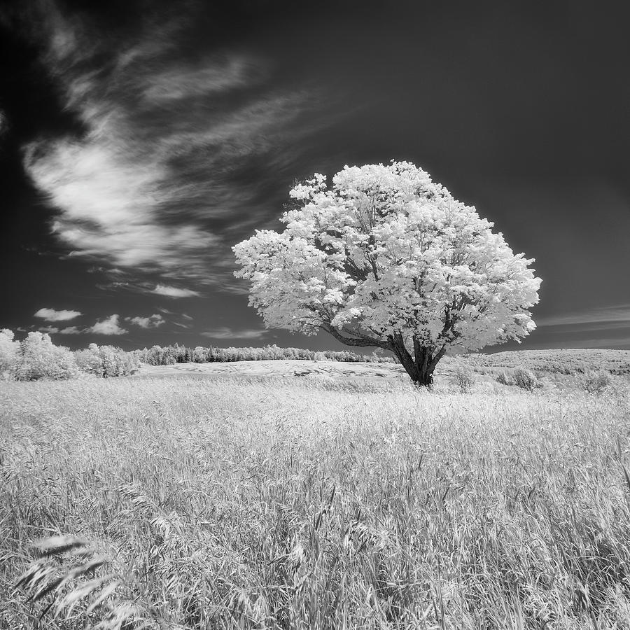 Tree in a field infrared Photograph by Murray Rudd