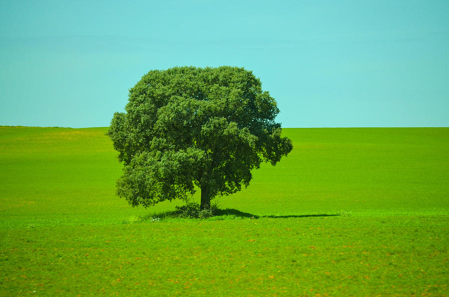 Tree in a field Photograph by JoWeb Images