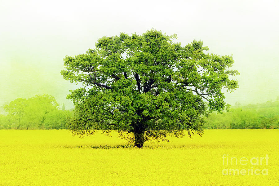 Tree in a Field of Gold Photograph by Terri Waters