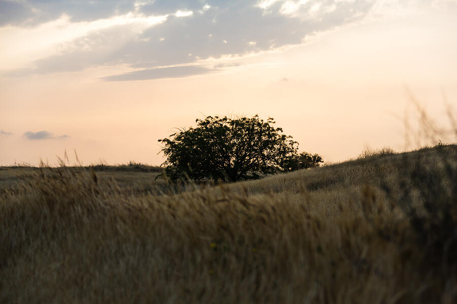 Tree In A Field Photograph by -oqIpo-