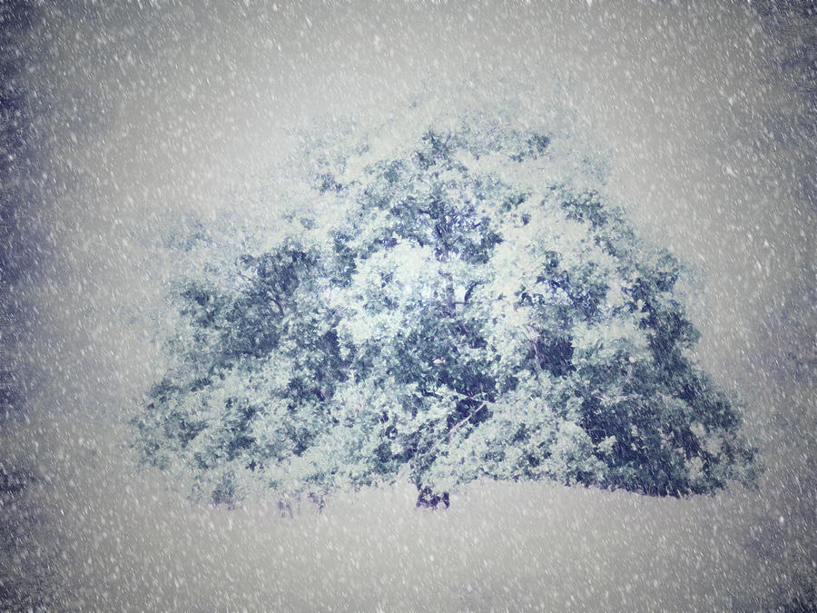 Tree In A Snowy Meadow Digital Art by Marie Jamieson