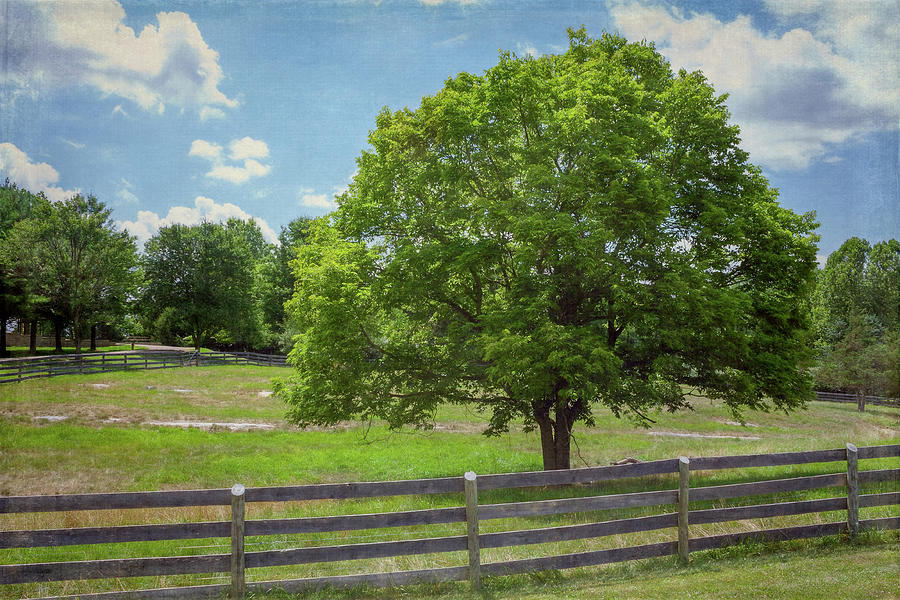Tree In A Summer Pasture Photograph